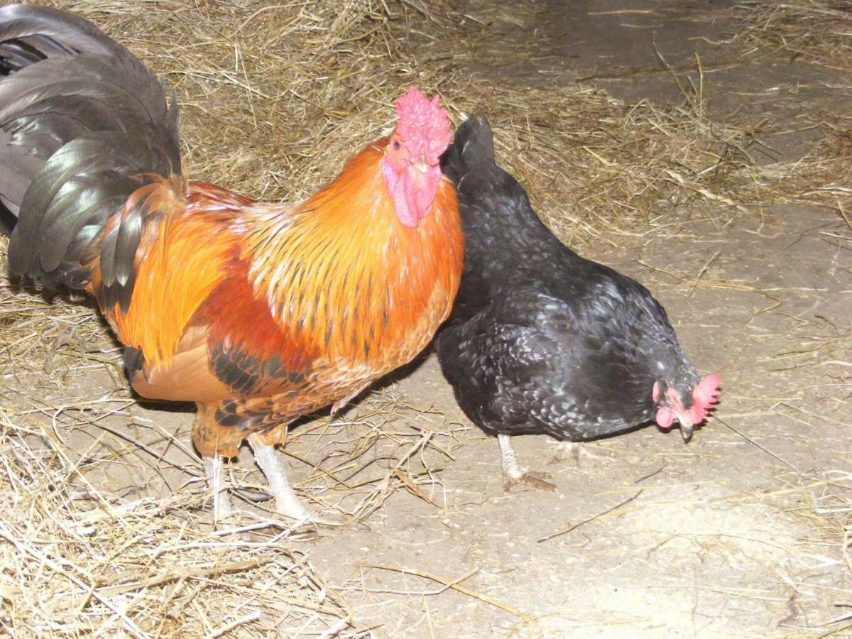 Ferme Hurlet Stavelot Kültér fotó